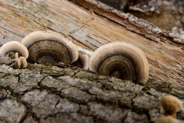 Champignons sur une bûche de bois