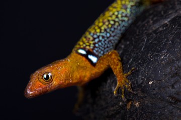 Naklejka premium O'Shaughnessy's Gecko (Gonatodes concinnatus)