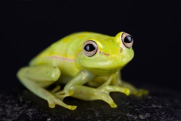 Polkadot treefrog (Hyla punctata)