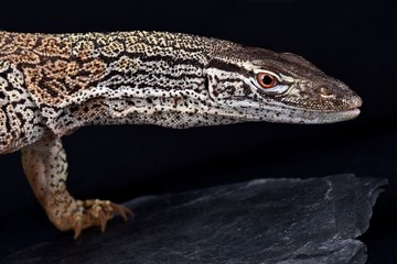 Desert sand monitor (Varanus gouldii flavirufus)
