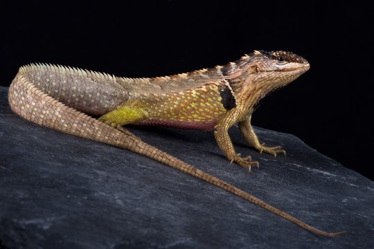 Ivy Whorltail Iguana (Stenocercus ivitus)