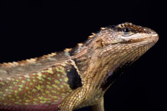 Ivy Whorltail Iguana (Stenocercus ivitus)