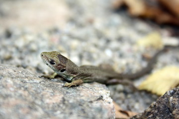 Naklejka na ściany i meble Little brown lizard with closed eyes on a stone