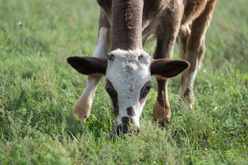 Domestic cow grazes on a green pasture.