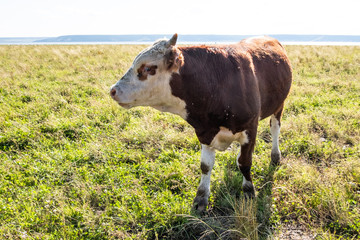 Photos of domestic cows that graze in the pasture.