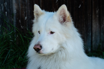 Portrait of a white domestic dog looking aside.