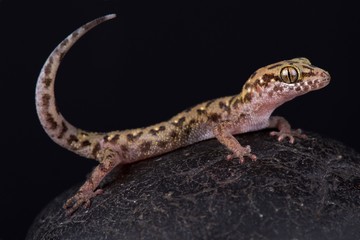 Fototapeta premium Siamese leaf-toed gecko (Dixonius siamensis)