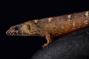 Chinese water skink (Tropidophurus scincus)