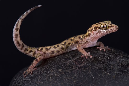 Siamese leaf-toed gecko (Dixonius siamensis)