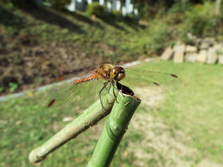 アキアカネ dragon fly