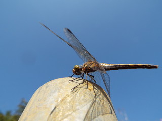 アキアカネ dragon fly