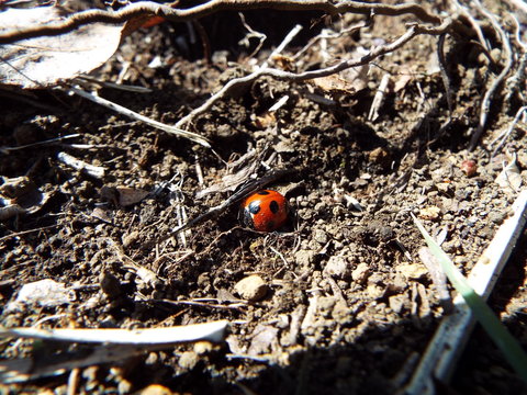 ナナホシテントウ ladybug