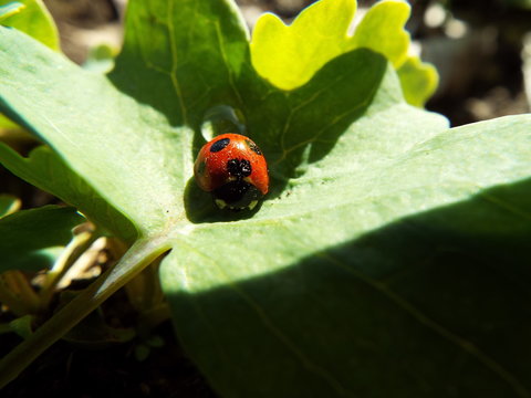 ナナホシテントウ ladybug