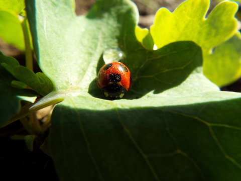 ナナホシテントウ ladybug