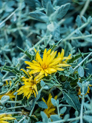 flor amarilla del cardo