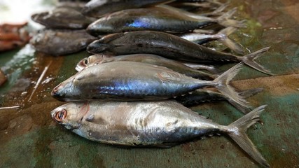 Mackerel Bunch Fishes At Indian Street Vendor Shop Photo In Outdoor Lighting 