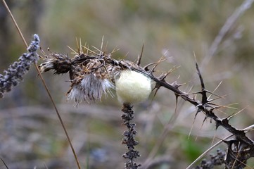 litter bugs on the plant
