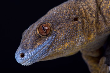 Giant bronze gecko (Ailuronyx trachygaster)