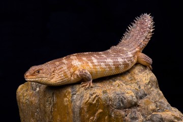 Western Spiny-tailed Skink (Egernia stokesii badia)