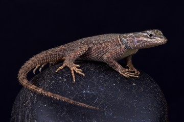 Yarrow's spiny lizard (Sceloporus jarrovii jarrovii)