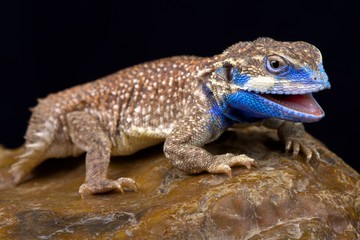 Shield-tailed agama (Xenagama taylori)