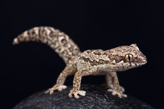 Spotted Thick-toed Gecko (Pachydactylus maculatus)
