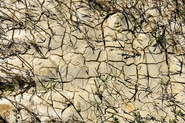DROUGHT AND ARID DRY SOIL WITH DRY STRAWS AND A FOOTPRINT OF A WILD ANIMAL