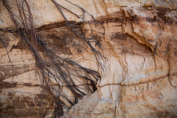Tangled roots hanging on a red layered Sandstone cliff