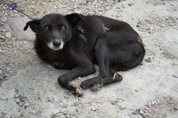 Black Stray dog