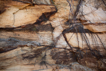 Fototapeta na wymiar Tangled roots hanging on a red layered Sandstone cliff