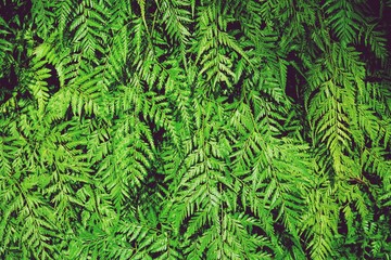 Green fern texture detail background, frame concept