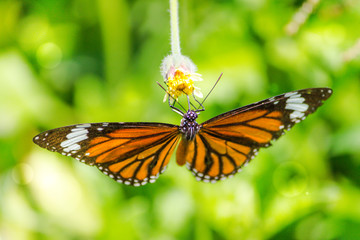 Orange butterfly on grass flower white yellow. Blur the natural background in green tones. In the concept of insects and poultry.
