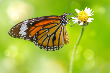 Orange butterfly on grass flower white yellow. Blur the natural background in green tones. In the concept of insects and poultry.