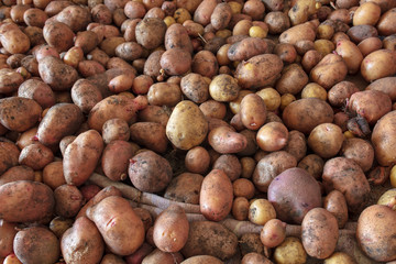Potato harvest in the cellar as a background