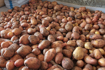 Potato harvest in the cellar as a background