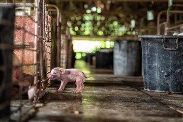 new born pig in hog farms, animal and Pig industry
