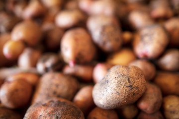 Potato harvest in the cellar as a background
