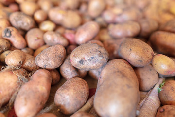 Potato harvest in the cellar as a background