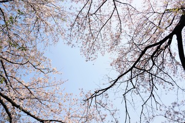 branches of a tree against blue sky