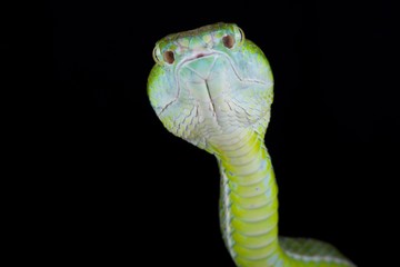 Hagen's green pitviper (Parias hageni)