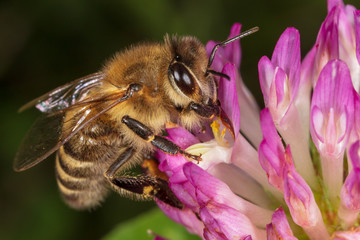 A bee collects honey on a flower