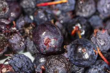 Amelancher ripe berries as a background