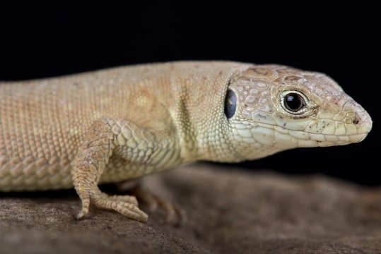 Kurdistanian ocellated lizard (Timon kurdistanicus)
