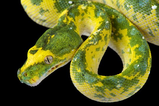 Northern green tree python (Morelia azurea)
