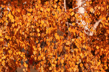 Red leaves on trees in the forest in autumn