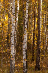 Birches in the forest in autumn as a background