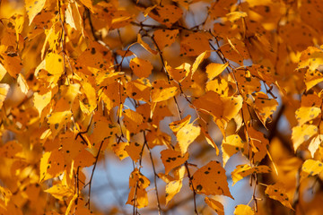 Leaves on a tree in autumn as a background