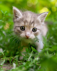 Fototapeta na wymiar Portrait of a kitten in green grass