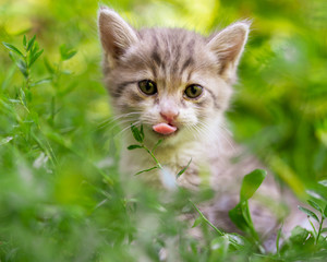 Naklejka na ściany i meble Portrait of a kitten in green grass