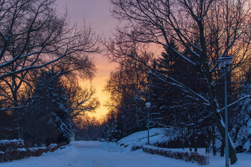 Snowy tree branches in winter at sunset